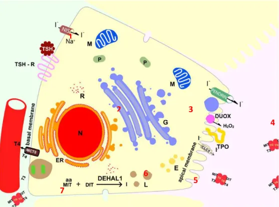 Figura  2:  Representação  esquemática  da  síntese  dos  hormônios  tireoideanos.  1)  o  hormônio estimulante da tireóide (TSH) liga-se em seu receptor de membrana e estimula a  síntese de RNAm da TG no núcleo da célula; 2) o RNAm sintetizado migra para 