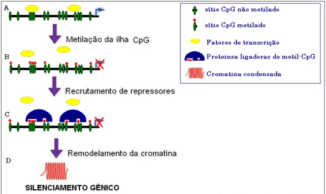 Figura  6.  Representação  esquemática  do  silenciamento  gênico.  A).  Os  sítios  CpGs  encontram-se  desmetilados,  há  ligação  dos  fatores  de  transcrição  e  expressão  gênica