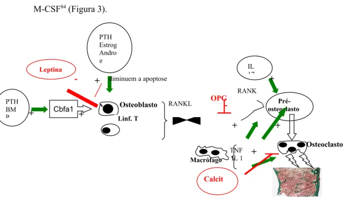 Figura 3 – Regulação da remodelação óssea - células e mediadores moleculares.