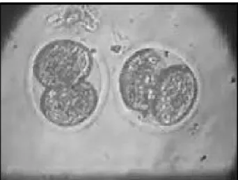 Figura 4 - Embrião após 24h de infecção        com B. abortus (100x, 10Xzoom)