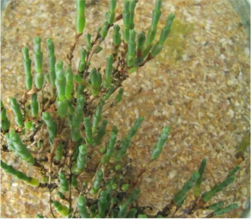 Figure 1. Salicornia ramosissima 