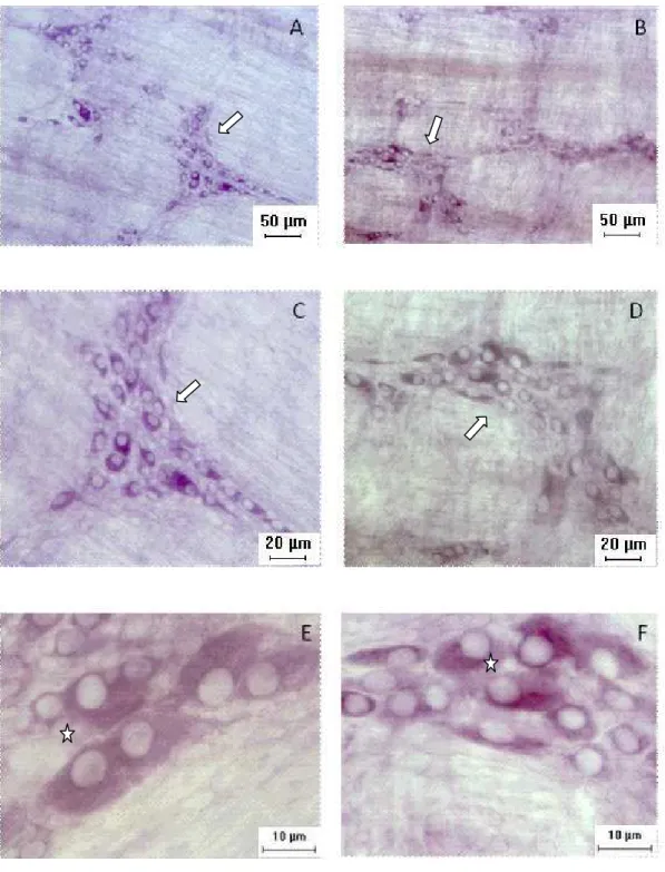 Figura  6.  Fotomicrografias  de  preparados  de membrana  do  estômago  de  rato  dos  grupos  c10 (A, C, E) e q 10 (B, D, F) evidenciando gânglios com neurônios mioentéricos  NADH-d  positivos