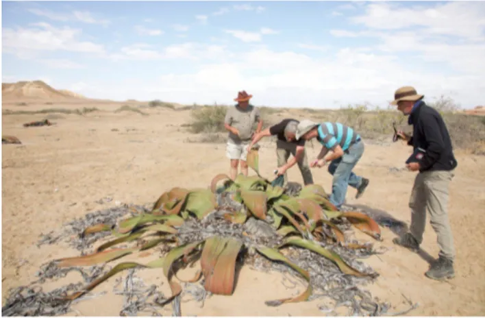 Figura 1. Welwitschia mirabilis subsp. mirabilis (Welwitschiaceae) no Rio dos Flamingos deserto  do Namibe (Angola).