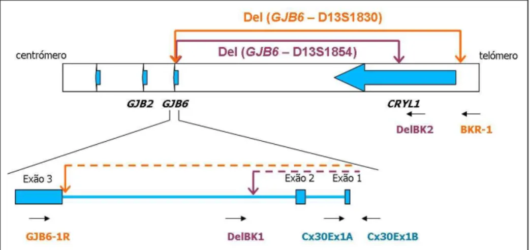 Figura  4.  Esquema  da  reacção  de  PCR  multiplex  para  a  pesquisa  das  deleções  del(GJB6-D13S1830) e del(GJB6-D13S1854), adaptado de del Castillo et al