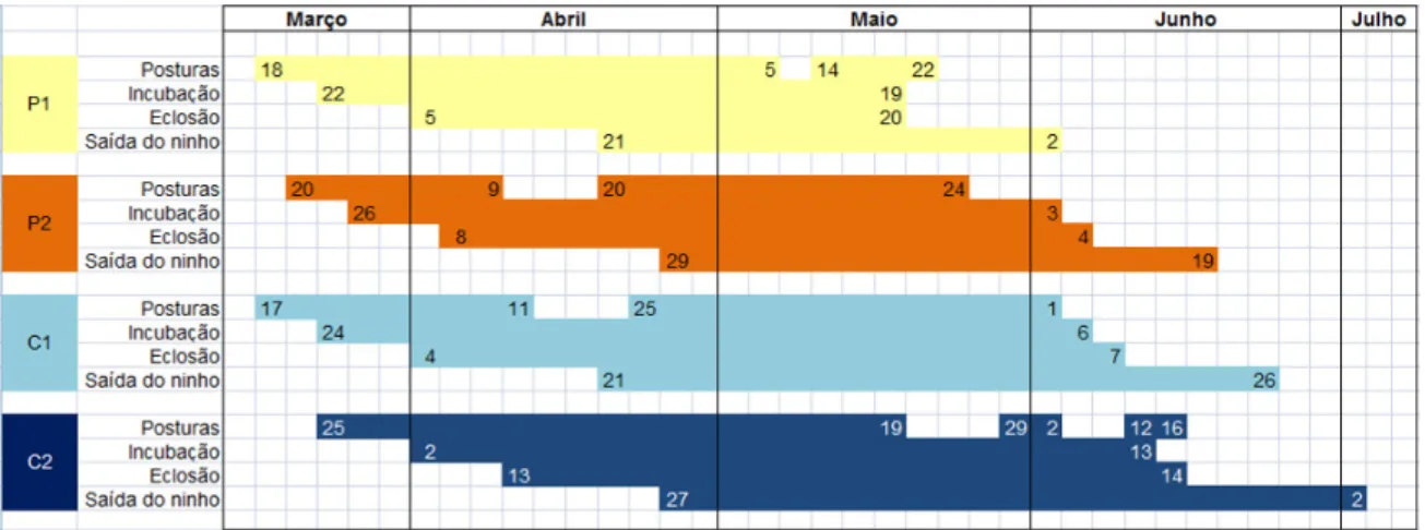 Fig. 19 - Cronologia geral das fases de nidificação por área de estudo. Os números  indicam o dia do respectivo mês