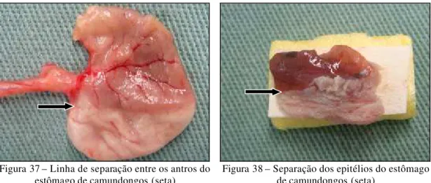 Figura 37 – Linha de separação entre os antros do  estômago de camundongos (seta) 