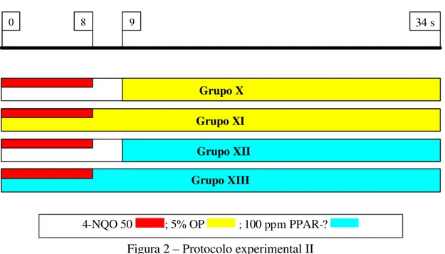 Figura 2 – Protocolo experimental II 4-NQO 50    ; 5% OP     ;  100 ppm PPAR-?     Grupos I                         Grupo X Grupo XI 0 9  34 s  Grupos I                        Grupo XII Grupo XIII 8 