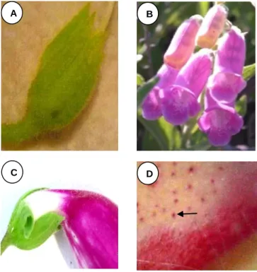 Figura  12  -  D.  thapsi  L.,  aspetos  gerais  da  flor:  A  –  Cálice;  B  –  Corola;  C  -  Corola  evidenciando  reentrância  em  S; D  – Pormenor das máculas (seta) (fotos gentilmente  cedida pela Dr.ª Sofia Frazão)