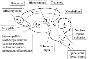 Figure 1.1 - Schematic representation of the distribution of adenosine receptors in the brain