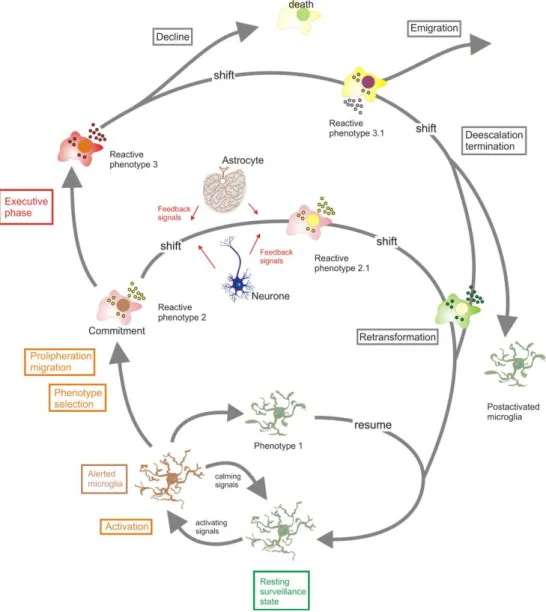 Figure 1.2 - Schematic representation of microglial activation as a complex, multistage process
