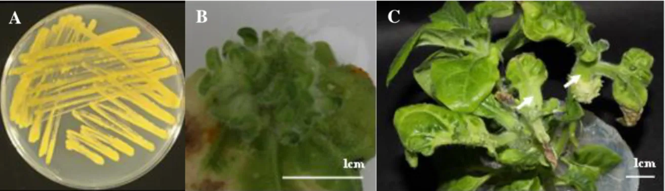Figure  1.1  Typical  growth  of  R. fascians  on  YEB  and  symptoms  on Nicotiana  tabacum  infected with the wild-type strain D188 at 28 dpi