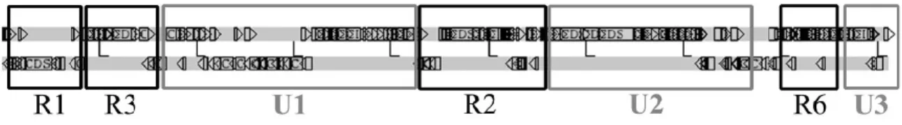 Figure 1.2 Representation of the linear plasmid pFiD188 of R. fascians strain D188.  