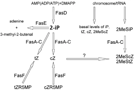 Figure  1.5  Representation  of  the  cytokinin  biosynthetic  pathway  encoded  by  the  fas  operon of R