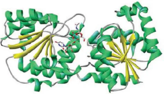Figure  1.7  The  protein  structure  of  Escherichia  coli  MurG,  a  typical  B-fold  GT,  in  complex with its donor substrate, UDP-GlcNAc (Hu et al., 2003)