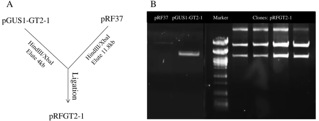 Figure  3.1  Cloning  strategy  for  the  generation  of  a  construct  carrying  a  transcriptional  fusion between GT1 and GUS in pRF37, a bifunctional vector for E