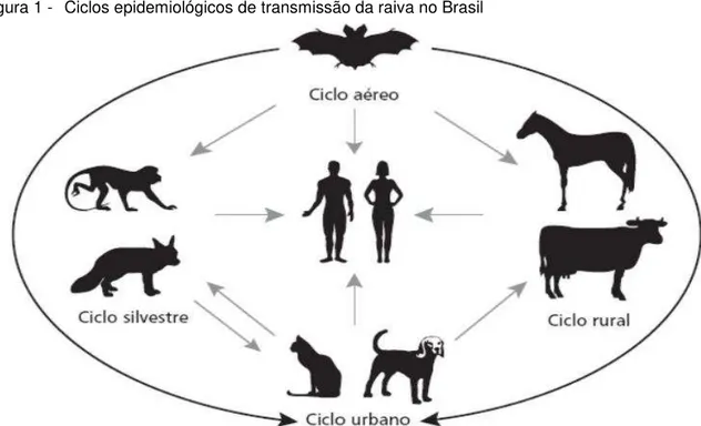 Figura 1 -   Ciclos epidemiológicos de transmissão da raiva no Brasil 