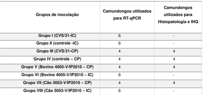 Tabela 2 -   Delineamento  experimental  contendo  os  grupos  de  camundongos  BALB/c  inoculados  com amostra de vírus fixo CVS/31 e de rua (Bovino 4005-V/IP2010 e Cão 5053-V/IP2010  pelas vias: coxim plantar (CP) e intracerebral (IC)