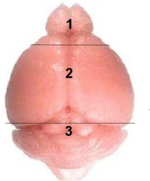 Figura 3 -   Secções realizadas em encéfalo para realização dos exames histopatológicos 