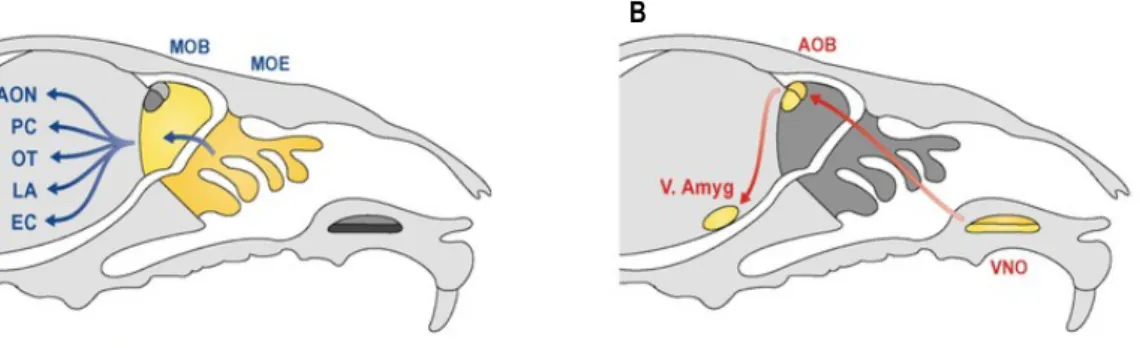 Figure  1:    General  scheme  of  the  connections  of  the  main  olfactory  system  and  the  accessory  olfactory  system