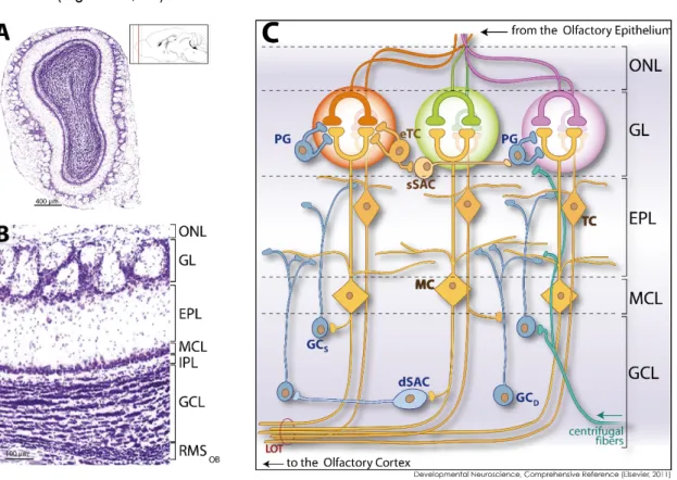 Figure  2:  Synaptic  organization  of  the  olfactory  bulb  (OB).  A.  Coronal  section  of  the  OB  B