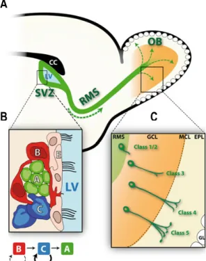 Figure 3: Different steps of adult neurogenesis in the OB. A. Representation of a sagittal slice of the adult mouse brain  displaying the areas where proliferation, migration and differentiation of the newborn cells occur