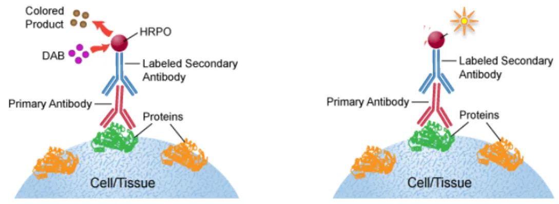 Figure  5. Immunohistochemistry  using  two  different  techniques.  On  the  left,  BrdU/DAB  and  on  the  right,  immunohistochemistry with fluorescence, used for GFP and for BrdU