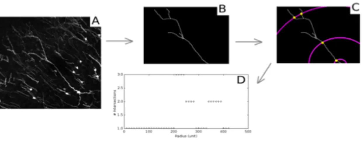 Figure 6. Sholl analysis methodology. A. Confocal picture of the granule cell for analysis; B