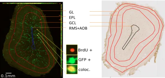 Figure  8:  Representative  images  of  40μm  coronal  sections  of  the  OB  with  the  GL,  EPL,  GCL,  RMS  and  AOB  delineated for cell counting with QUIA