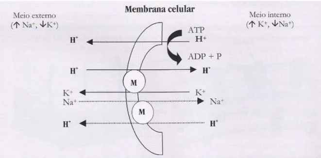Figura 1 - Efeito da monensina sódica sobre a célula, segundo o modelo descrito por  Russell (1987) 
