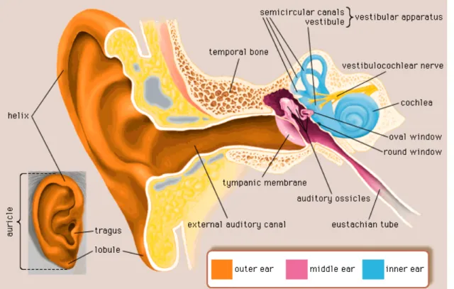 Figure 1. Structure of the human ear. Reproduced from Encyclopædia Britannica Inc. (n.d.)