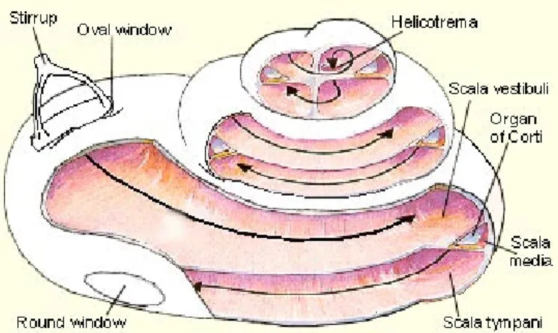 Figure  2.  Cochlea  opened  from  the  side.  The  three  compartments  (scala  vestibuli, scala  media,  scala  tympani)  are  shown