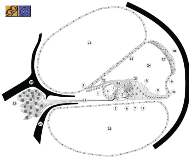 Figure 3. Representation of a cross-section of one turn of the cochlea, showing the three compartments,  scala vestibuli, scala media and scala tympani, and the organ of Corti, resting on the basilar membrane