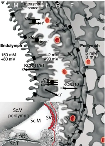 Figure 6. Schematic diagrams illustrating the structure and location in the cochlea of the stria vascularis  and the electrogenic machinery involved in the endocochlear potential generation
