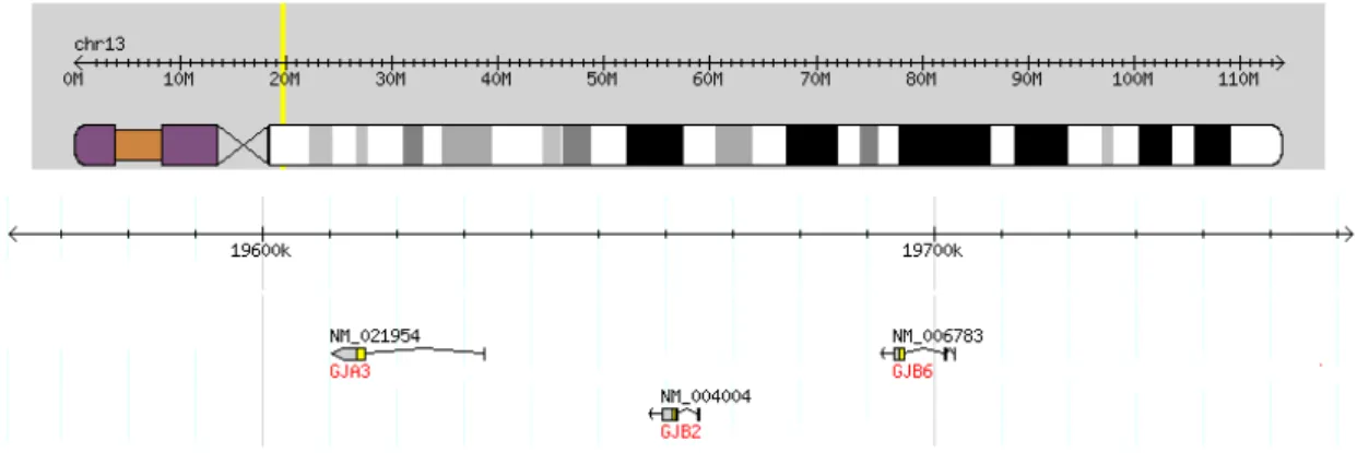 Figure 8. GJA3, GJB2 and GJB6 connexin gene  cluster in  human chromosome 13q12.11. Adapted  from The International HapMap Consortium (n.d.)
