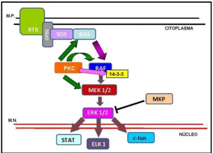 Figura 3: Vias de sinalização das MAPKs e das PKCs.  Algumas siglas: RTK – Receptor de Tirosina  Quinase;  GRB2  -  Growth  factor  receptor-bound  protein  2;  SOS  –  ativador  de  Ras;  M.P