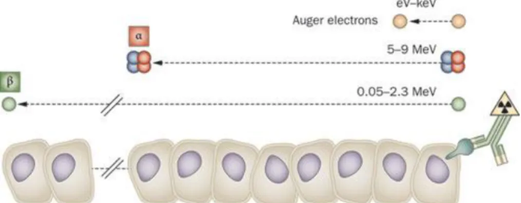 Figure  4:  Track  length  of  alpha-particles,  beta-particles,  and  Auger  electrons  relative  to  the  cell  diameter
