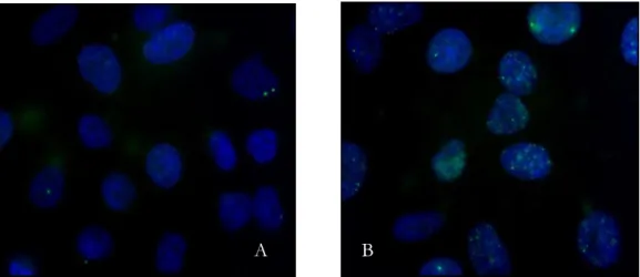 Figure  14  shows  two  images  obtained  in  this  work  during  the  quantification  of  cellular  damage using the γ-H2Ax assay