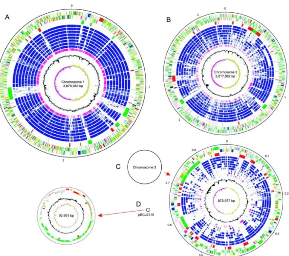 Figure 3- Schematic circular diagrams of the B. cenocepacia J2315 genome. The circular diagrams for  chromosomes  1  (A)  and  2  (B)  are  drawn  to  scale,  whereas  those  for  chromosome  3  (C)  and  plasmid  pBCJ2315 (D) are not drawn to scale