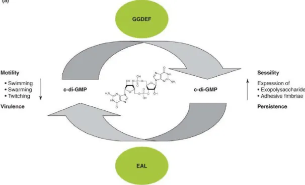 Figure 6- Regulatory concept of c-di-GMP metabolism and signaling on the population level