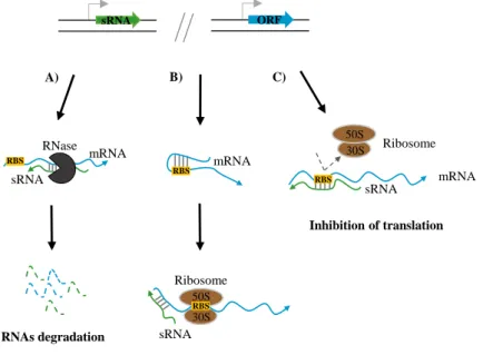 Figure  1.3  Regulatory  mechanisms  employed  by  trans-encoded  sRNAs. 