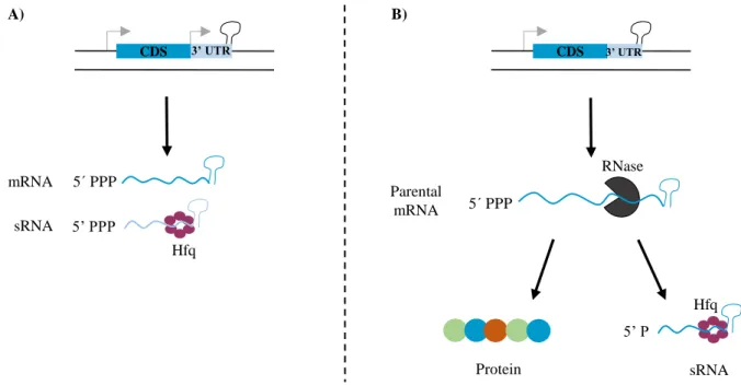 Figure 1.5 sRNAs from bacterial 3’ UTRs. Transcription of sRNAS from bacterial 3’ UTRs can occur by its own promoter  (type I) (A) or through internal processing of the associated mRNA by RNase cleavage (type II) (B)