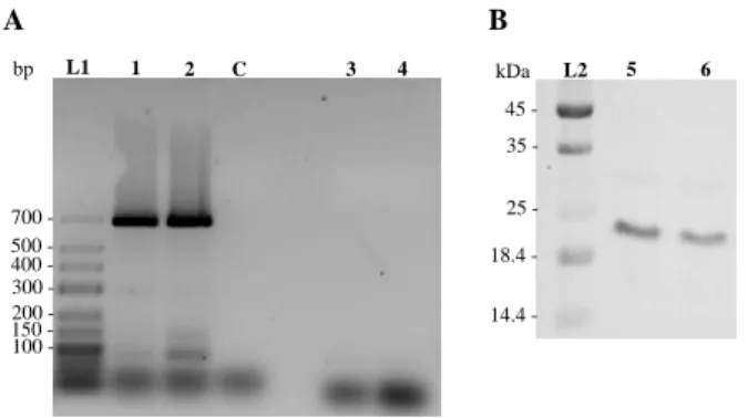 Figure 3.1 Detection by RT-PCR of the transcript from the  ORF putatively encoding an OmpA-like protein, located in  B
