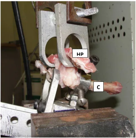 Figura 6 –  Peça composta da “hemipelve e todo o conjunto do quadril do  coelho” (HP - hemipelve, C- osso da coxa) 