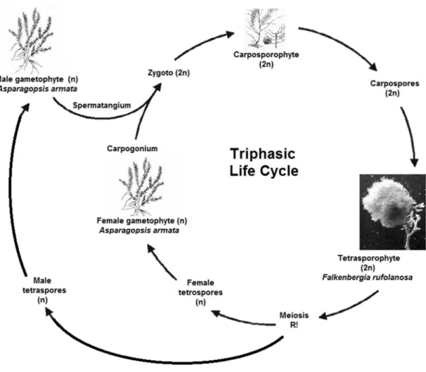 Figure 1 – Schematic representation of the life cycle of Asparagopsis armata. 