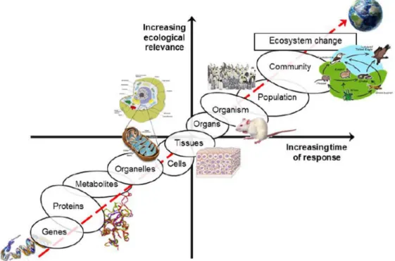 Figure 5 – Relationship between ecological relevance, time of response and the different levels of  biological organization after stress exposure (adapted from Lemos et al., 2010)
