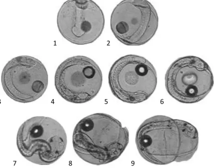 Figura 1.4 – Desenvolvimento embrionário de ovos de  Lithognathus mormyrus da família  Sparidae: Final de Nêurula (1-6), Contrações musculares (6-8), Eclosão (9) (Firat et al., 2005)