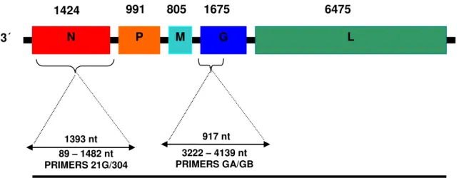 Figura 9 - Regiões dos genes da glicoproteína e nucleoproteína do vírus da raiva, reconhecidas por  cada par de primers empregados no presente trabalho 