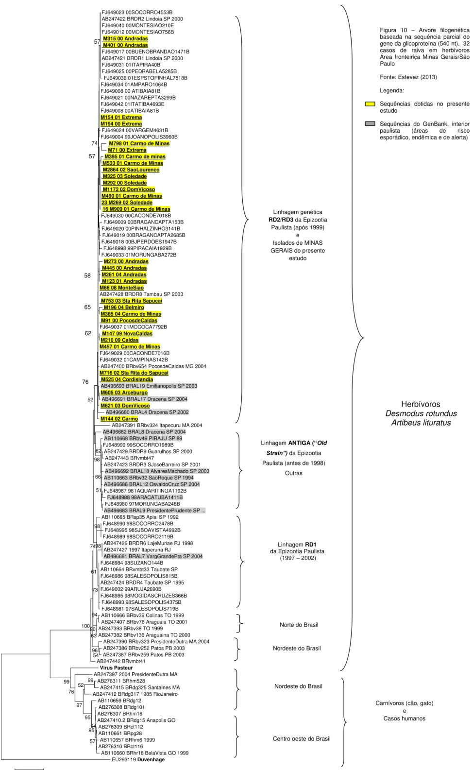 Figura  10  –  Arvore  filogenética  baseada  na  sequência  parcial  do  gene da glicoproteína (540 nt),  32  casos  de  raiva  em  herbívoros  Área  fronteiriça  Minas  Gerais/São  Paulo  