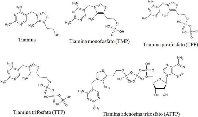 Figura 1. 1 – Tiamina e seus derivados fosforilados. 