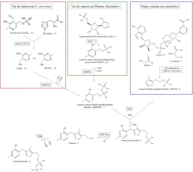 figura 1.2. A biossíntese de tiamina em plantas parece ocorrer por meio de uma via de síntese  muito parecida com a via proposta para S